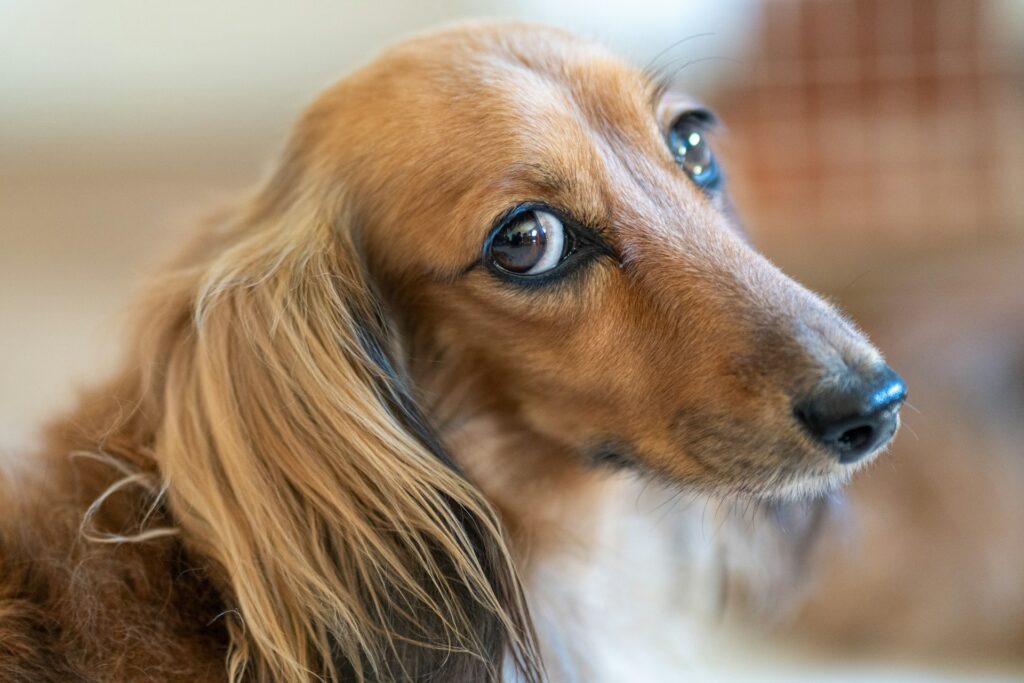 Understanding the Different Dachshund Coat Types: Smooth, Wirehaired, and Longhaired